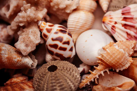a lot of different empty sea shells, natural background, macro detailsの写真素材