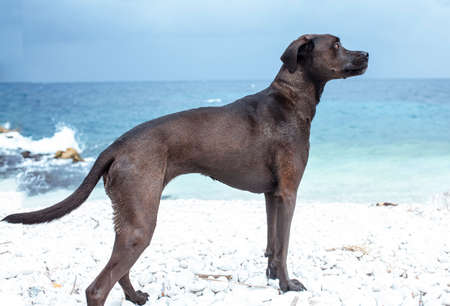 pretty big black wet dog pet at sea coast, lifestyle travel with dog conceptの写真素材