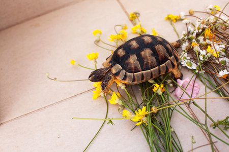 g with turtle, lifestyle people conceptの写真素材