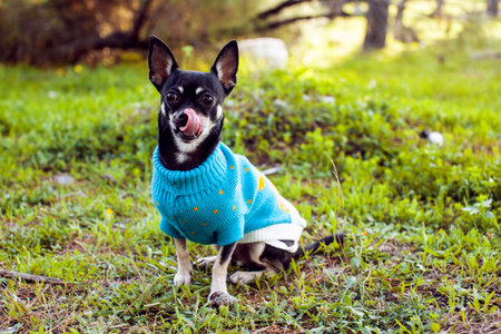 little cute dog in the costume on the grassの写真素材