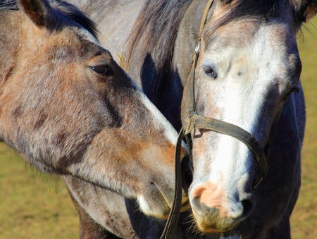 Horse friendshipの写真素材