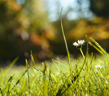 Daisy in grass