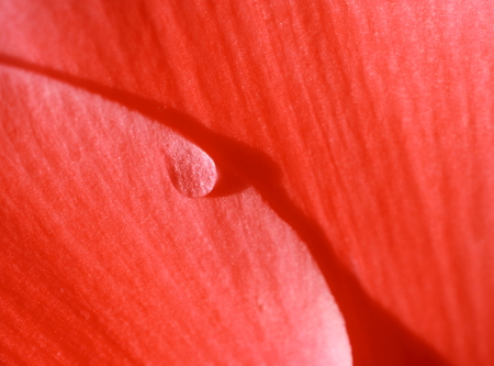 Abstract red image,still life.の写真素材