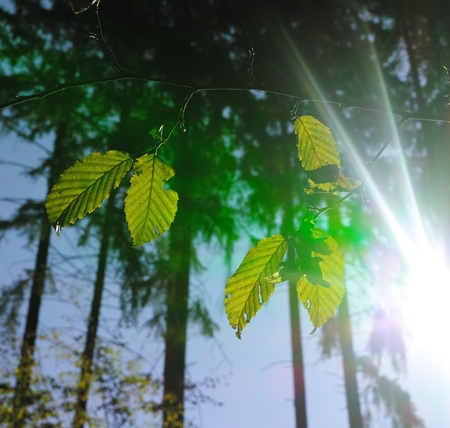 Sunbeam in forest from summer season
