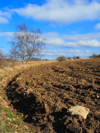 Tree,plow and blue skyの写真素材