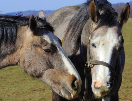 Two foals playing on meadowの写真素材