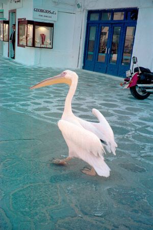 pelican on the stone streetの写真素材