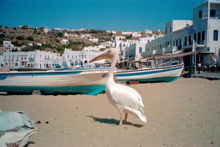 pelican in Mykonosの写真素材