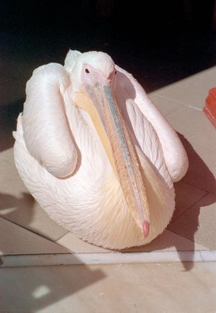 pelican in Mykonosの写真素材