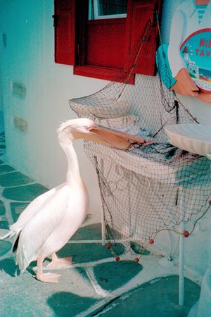 PELICAN EATING FISHの写真素材