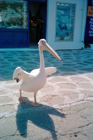 PELICAN WALKING IN MYKONOS ISLANDの写真素材