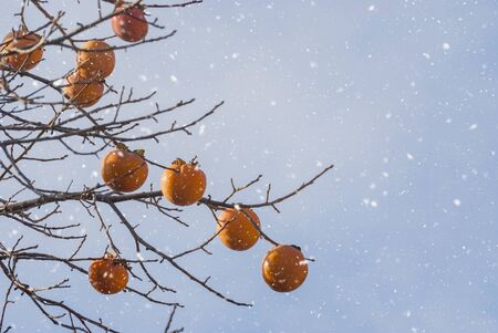 Persimmon tree with fruit on in snow during early winter. Christmas and New Year