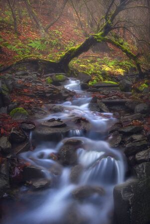 Late autumn misty forest in georgia, Old tree. racha region in Caucasus Mountains. River flowing...