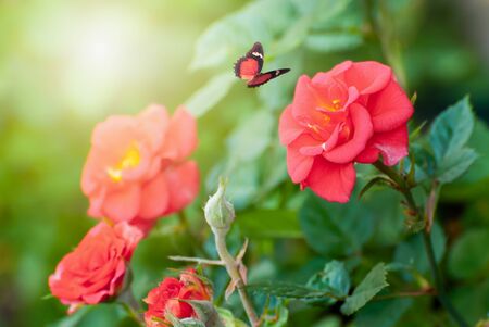 Beautiful blooming flowers. Spring-summer garden and flying butterflies on blurred sunny shiny glowing background, fairy natureの写真素材