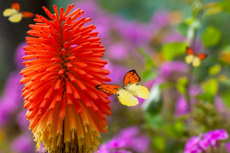 Beautiful blooming flowers. Spring-summer garden and flying butterflies on blurred sunny shiny glowing background, fairy tale nature.の写真素材