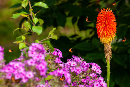 Beautiful blooming flowers. Spring-summer garden and flying butterflies on blurred sunny shiny glowing background, fairy tale nature.の写真素材