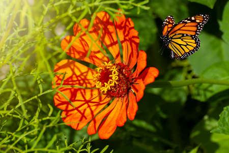 Beautiful blooming flower. Spring-summer garden and flying butterfly on blurred sunny shiny glowing...