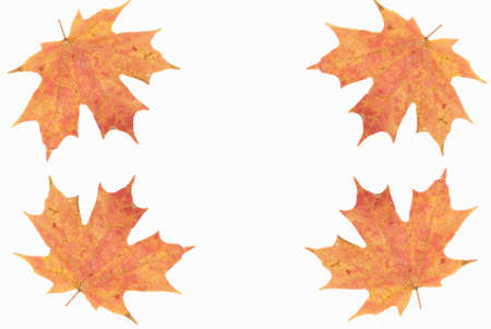 Autumn Colorful leaves. Nature fall background. Creative layout. Season pattern. 3d illustration.