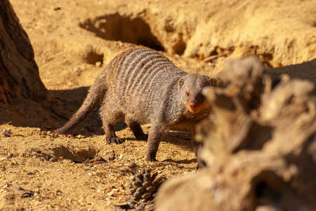 Common dwarf mongoose, Helogale Parvula, small animals life.の写真素材