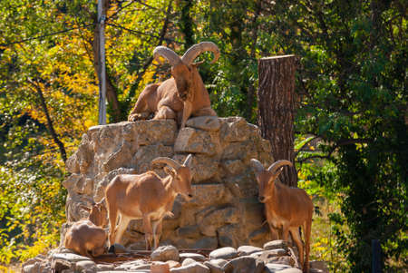 The West Caucasian turs, Capra caucasica. beautiful animals.の写真素材