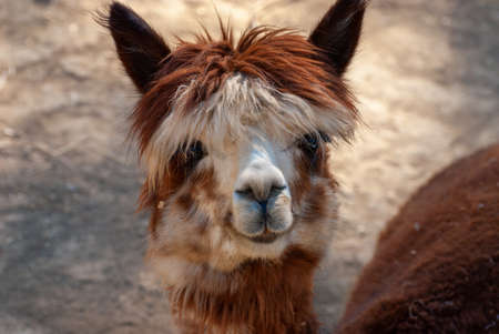 Cute Alpaca, Vicugna pacos. Beautiful and funny animal.の写真素材