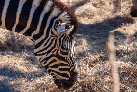 Close shot of zebra at dusk in low light eating dry grass.の写真素材