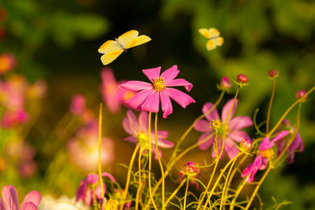 Beautiful blooming flowers. Spring-summer garden and flying butterflies on blurred sunny shiny glowing background, fairy tale nature.の写真素材
