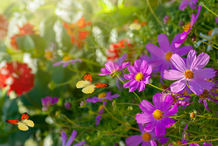 Beautiful blooming flowers. Spring-summer garden and flying butterflies on blurred sunny shiny glowing background, fairy tale nature.の写真素材