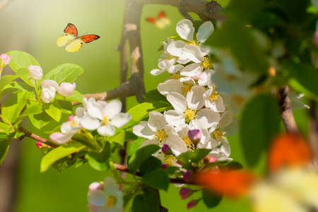 Beautiful butterflies over branch of flowering tree in spring at Sunrise on defocused background.の写真素材