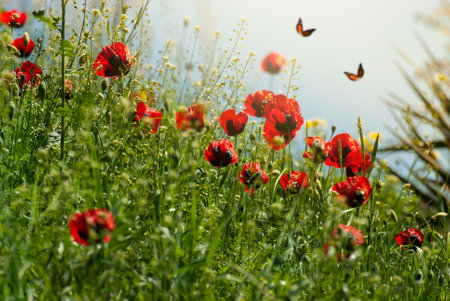 Beautiful blooming Red poppies. Spring-summer garden and flying butterflies on blurred sunny shiny glowing background, fairy tale nature.の写真素材