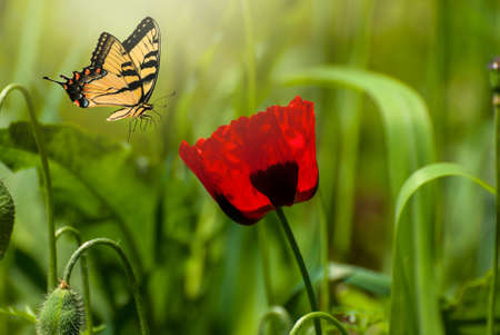 Beautiful blooming Red poppies. Spring-summer garden and flying butterflie on blurred sunny shiny glowing background, fairy tale nature.の写真素材
