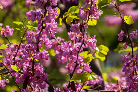 Natural spring floral colorful background banner format. Beautiful branch blossoming tree, sunny...