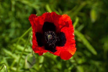 Beautiful blooming Red poppie. Spring-summer garden, fairy tale nature.