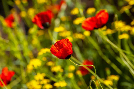 Beautiful blooming Red poppies. Spring-summer garden, fairy tale nature.