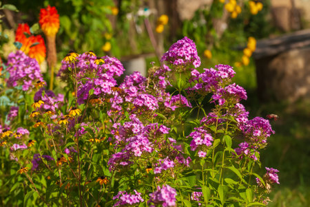 Beautiful blooming flowers. spring and summer garden.の写真素材