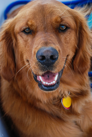 Susie, our golden retriever, enjoying a sailboat ride across Lake Michigan
