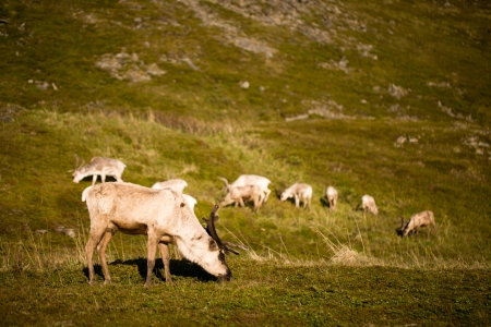 Reindeersの写真素材