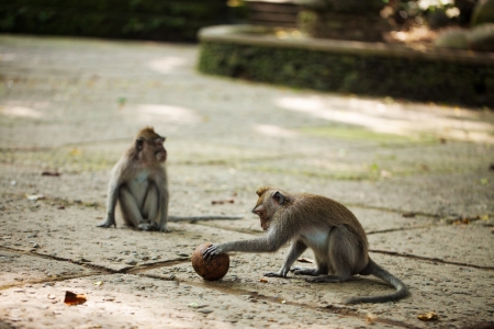 Monkey with ball