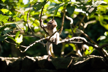 Baby monkey in green foliage