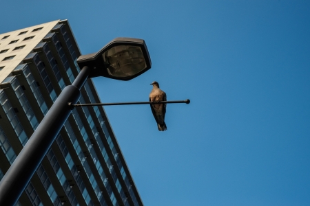Under the street light of pigeonsの写真素材