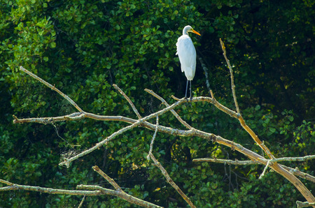 Great egret on thlarge egret or great white herone skyの写真素材