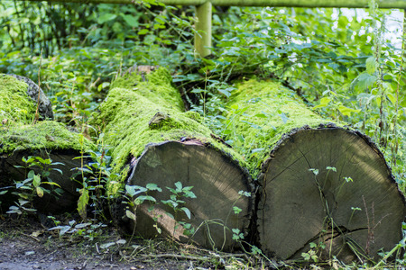 Mossy log