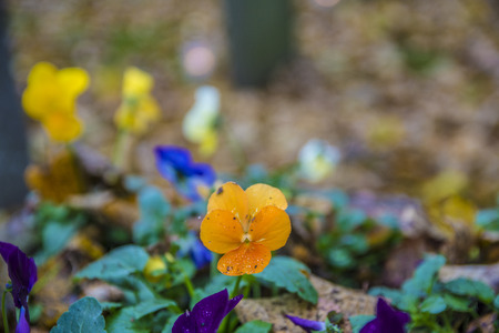 Newark Cemetery, London Road Nottinghamshire UK in Autumnの写真素材
