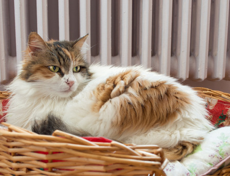 Cat laying in the basket with radiator backgroundの写真素材