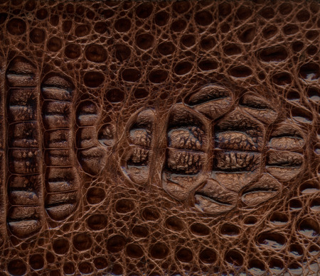 Brown Crocodile Leather Textured Backgroundの写真素材