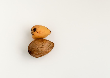 Two avocado seeds isolated on a white backgroundの写真素材