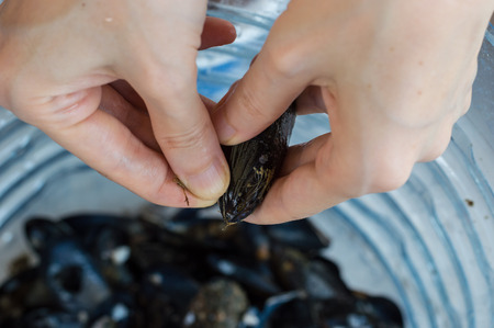Young woman hands opening fresh mussel shell