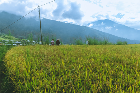 Rice field near Thimphu, Bhutan, Asiaの写真素材