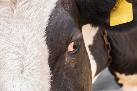 Dairy black and white spotted cow in the village. Closeup view of a cow head.の写真素材