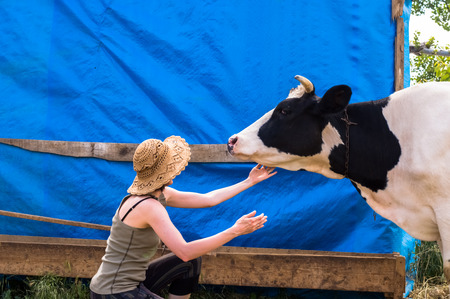 Dairy black and white spotted cow in the village. Young woman caressing cow jowl.の写真素材
